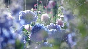 More images for purple aesthetic flowers gif » Aesthetic White Roses Tumblr Novocom Top