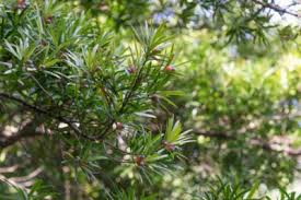 We did not find results for: Zone 9 Screening Plants Best Hedge Plants For Zone 9 Gardens