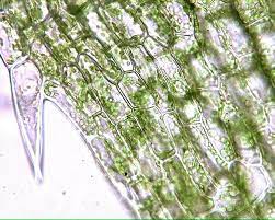 Check spelling or type a new query. Elodea Leaf 400x General Biology Lab Loyola University Chicago