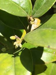 Image result for Cassinopsis ilicifolia