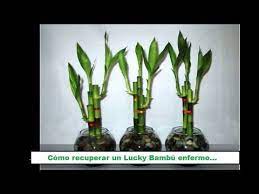 Pin En Plantes