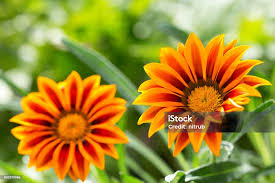 Image result for Geigeria africana