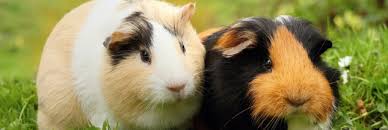 La première chose qu'entend fernando escobal quand il sort de son petit bureau de cajamarca, c'est un concert de les péruviens consomment 22 millions de cochons d'inde par an. Cochon D Inde Comment Bien En Prendre Soin De Son Cobaye Page 2 Of 2