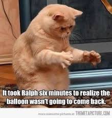 Poor Ralph I M Laughing At This Adorable Cat Love It S Funny Cat Pictures Funny Animals Animal Jokes