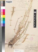 Image result for Setaria incrassata