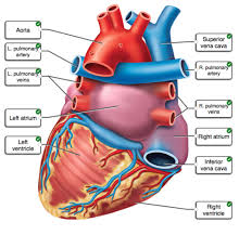 Blood, the heart and the vessels that carry blood around the body together make up the cardiovascular system. Heart Lab Flashcards Quizlet