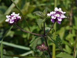 Image result for Lantana rugosa
