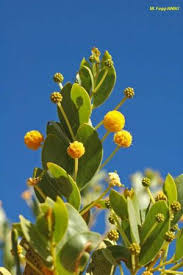 Image result for Acacia eriocarpa