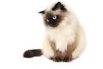 7 Hypoallergenic Cat Breeds for Cat Allergy Sufferers ...