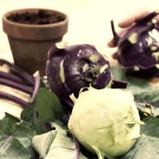 Aussaat Kohlrabi Erntefibel De