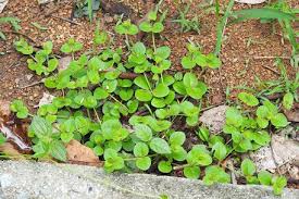 Image result for Vandellia subracemosa