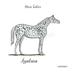 Horse Color Chart On White Equine Appaloosa Coat Color With