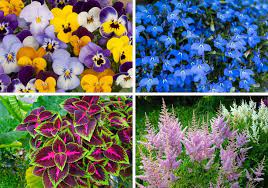 We have hundreds of the best perennials for your shade gardens.the largest selection of shade tolerant plants in the us. 30 Pretty Shade Loving Flowers Home Stratosphere