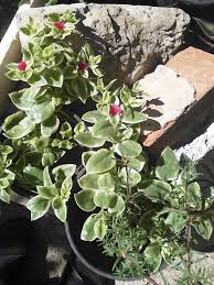 Ma comportano senz'altro un impegno, che in molti non si possono. Aptenia Cordifolia La Succulenta Con Le Foglie A Forma Di Cuore