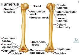 — called also lateral epicondyle. Humerus Anatomy Bony Landmarks Muscle Attachment How To Relief