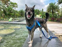 Maybe you would like to learn more about one of these? Looking To Adopt A Dog Or Cat Check Out All Of The Pet Adoption Centers In Or Near Tampa Bay