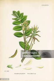 Image result for Astragalus
