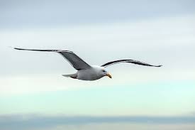 Sunset Birds Flying In The Sky Painting Lonely Seagull Flies On The Horizon Against The Sky At The Sunset White Sea Russia Bird Seagull Gull Flight Seagulls Flying Sea Painting Bird Drawings