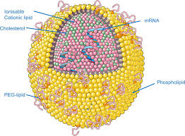 (mrna) stock quote, history, news and other vital information to help you with your stock trading and investing. Messenger Rna Therapy For Rare Genetic Metabolic Diseases Gut