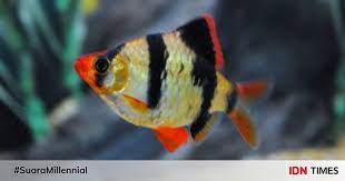 7 Jenis Ikan Hias Air Tawar Yang Menarik Untuk Dipelihara
