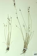 Image result for Isolepis setacea
