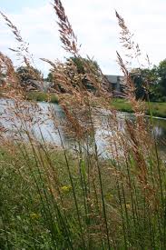 Image result for Sorghastrum