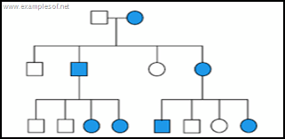 Biology Exams 4 U Pedigree Chart X Linked Dominant Disorders