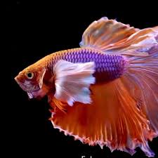 Go Fishing Video Betta Fish Types Pretty Fish Tropical Fish Aquarium