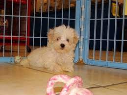 Search for maltese rescue dogs for adoption near san antonio, texas. Maltipoo Rescue Texas