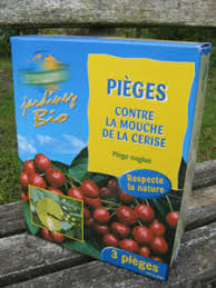 Le Ver De La Cerise Lutter Contre La Mouche