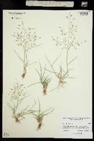 Image result for Eragrostis minor