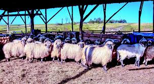 Platile pentru subventia pentru ovine si caprine aferenta anului 2013 se efectueaza pana la data de 30 iunie 2014. Apia Revista Fermierului
