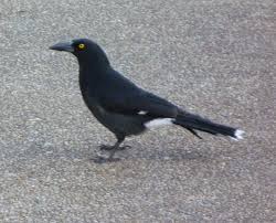 All Black Bird With Black Beak Australian Birds Magpie Currawong Australian Birds Australian Animals Pet Birds