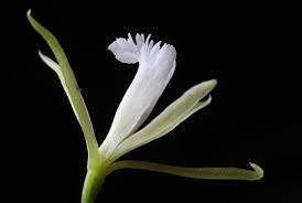 Image result for Nervilia crociformis