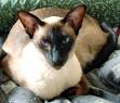 Mezetique; CFA; CFA Siamese; cfa siamese; wedge head ...