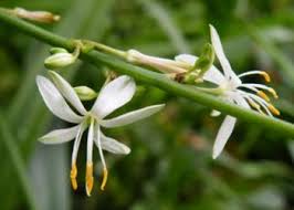 Image result for Chlorophytum africanum