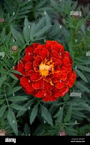 Image result for Tagetes erecta