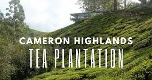 Surau ladang teh sungai palas se encuentra. 4 Best Cameron Highlands Tea Plantation Boh Tea Plantation And More 2021