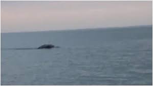 Les preuves photographiques de son existence sont réelles mais le bureau de désinformation fait croire aux. 12 Fantaisie Le Monstre Du Loch Ness Collection Monstre Du Loch Ness Coloriage Elephant Monstre