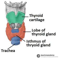 There are several thyroid cancer types with different treatments. Thyroid Cancer Types Management Teachmesurgery