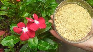 We did not find results for: Best Fertilizer For Periwinkle Sadabahar Vinca Plant Hybrid 100 Homemade Organic Fertlizer Youtube