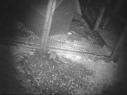 Ratten In Unserem Garten Ratten Haben Keine Angst Vor Meerschweinchen Gerausche Youtube