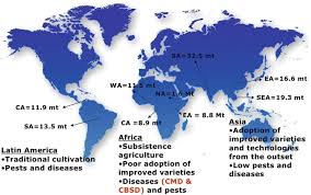 Pest control businesses treat homes, businesses, schools, government buildings and structures of other varieties. Cassava Manihot Esculenta Springerlink