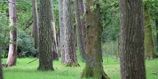 Soft mast trees draw large flocks of songbirds and other animals as their fruit ripens. 9 Must Have British Trees For Attracting Wildlife Trees Direct