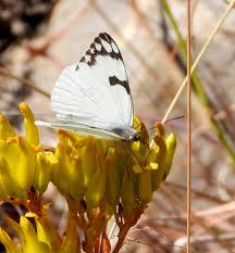 Image result for Tinnea zambesiaca