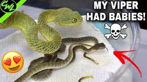Made for a rugged and outgoing lifestyle. My Bush Viper Had Babies Youtube