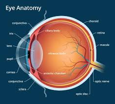 Image result for Retinal Anatomy