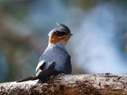 Birds That Make Mud Nests Under Bridges Crested Treeswift Hemiprocne Coronata By Thimindu Goonatillake Dieren