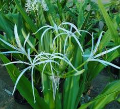 Image result for Crinum asiaticum
