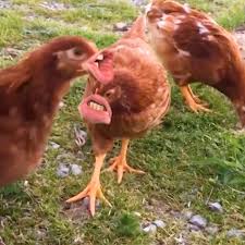 1440x2960 qhd 1440x2560 qhd 1080x1920 full hd 720x1280 hd. America S Funniest Home Videos Funny Chickens Facebook